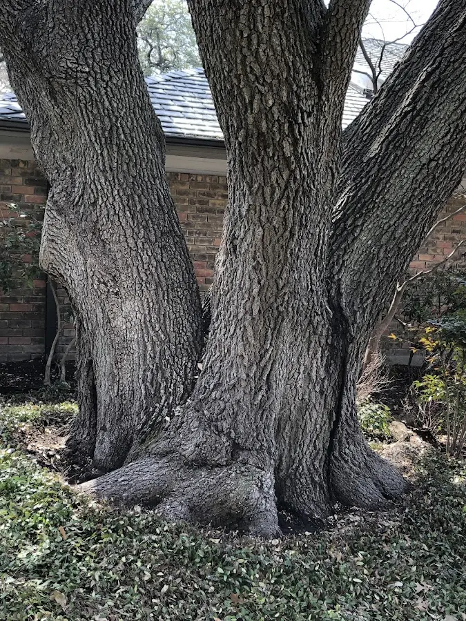 Mature heritage tree close to a Silver Lake property cared for by certified arborists