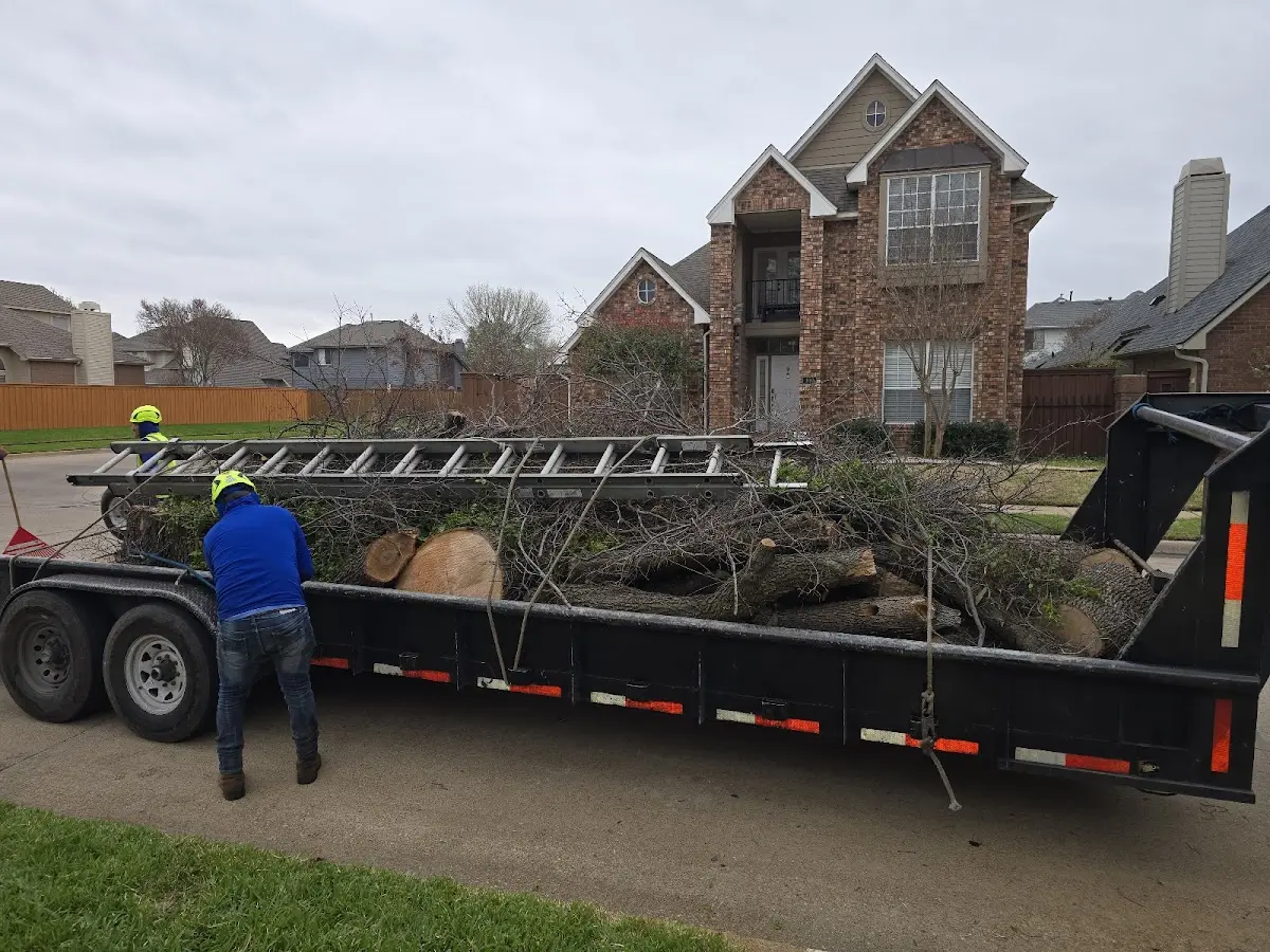 Expert Tree Removal with proper safety equipment in Silver Lake